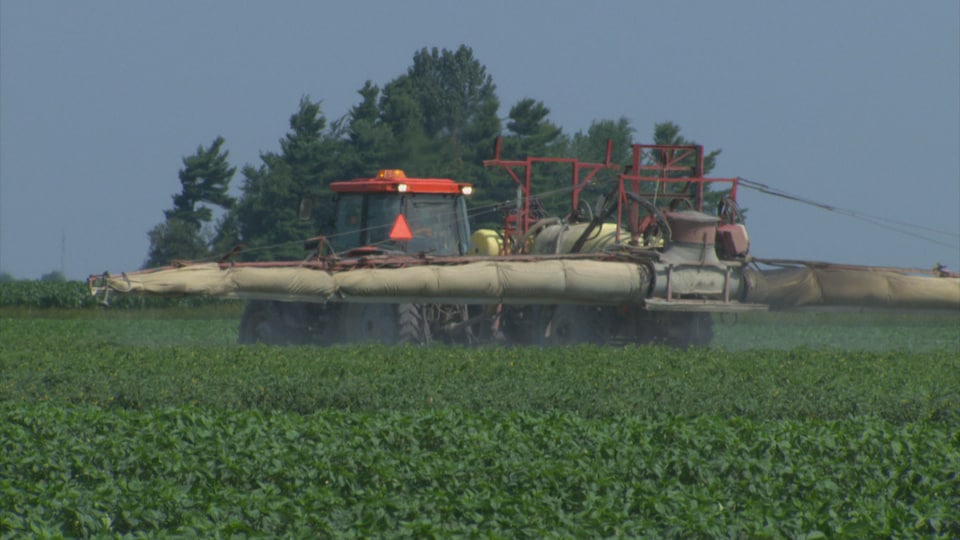 Épandage de pesticides dans un champ de fraises.